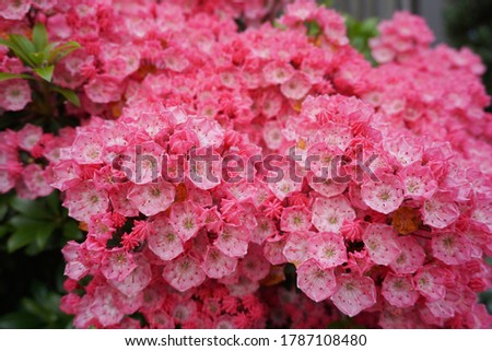 Kalmia latifolia flowers with leaves close up. Also known as mountain laurel, calico-bush, or spoonwood.