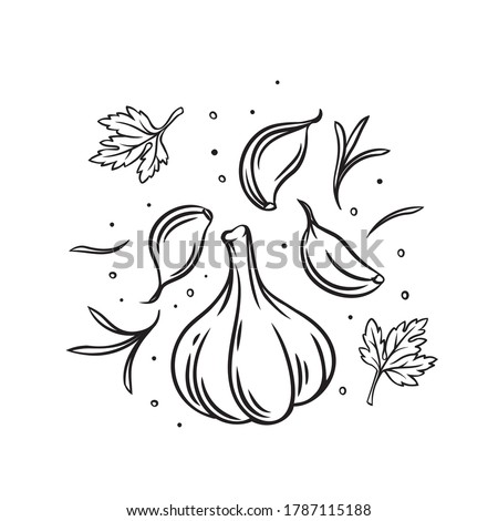 Falling garlic with herbs and spices. Cooking spicy food concept. Drawn engraved vector illustration of fresh garlic. Royalty-Free Stock Photo #1787115188