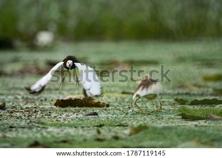 Pheasant tailed jacana fighting with pond heron  over territory