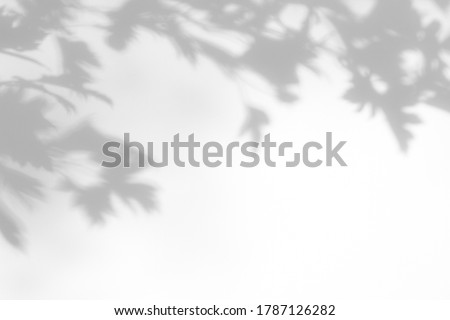 Blurred gray shadow of hawthorn tree leaves on a white wall. Abstract neutral nature concept background. Space for text. Shadow for natural light effects. Royalty-Free Stock Photo #1787126282