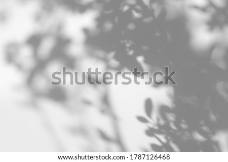 Gray shadow of tree leaves and branches on a white wall. Abstract neutral nature concept blurred background. Space for text. Shadow for natural light effects. Royalty-Free Stock Photo #1787126468