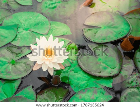 Beautiful white waterlily or lotus flower with green leaf in pond.