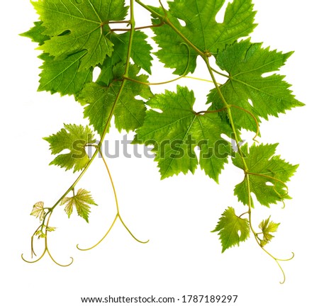 Fresh branch of grape vine on white background