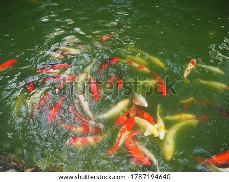 The crowded of Fancy carp fishes are swimming in the canal