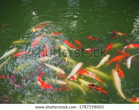 The crowded of Fancy carp fishes are swimming in the canal