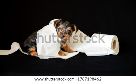 
Portrait of a cute Yorkshire terrier puppy, black and tan color, playing with a roll of toilet paper, on a black background Royalty-Free Stock Photo #1787198462