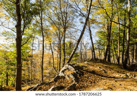 A beautiful autumn day in the forest
