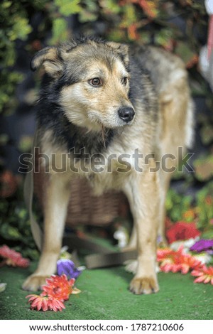 Brown dog crossbreed husky on a background of greenery