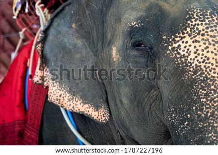 Closeup Asian elephant crying. Tears falling from animal eyes.