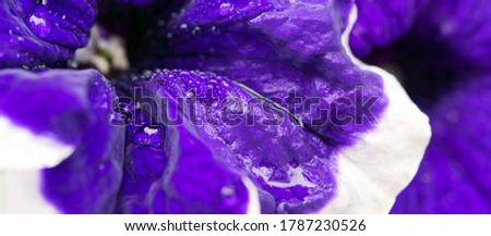 Close -up on Blue Petunia flower with a white border.