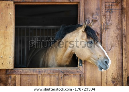 Curious brown horse looking out stable window Royalty-Free Stock Photo #178723304