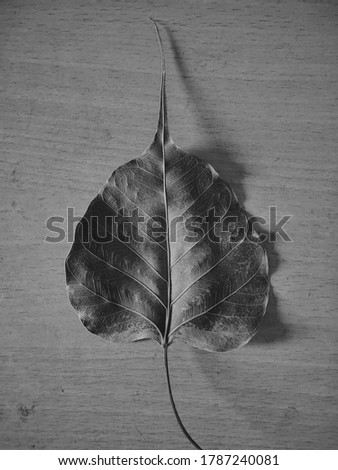 A dead leaf black and white image