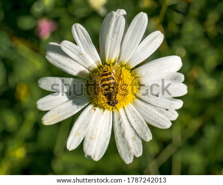 Honey bee on a Leucanthemum vulgare daisy flower collecting pollen.