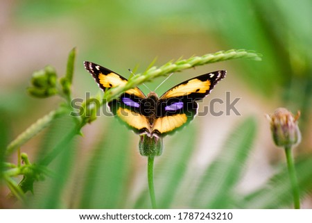 Close up of Yellow Pansy Butterfly (Junonia hierta) upper wing in natural color profile isolated in Thailand
