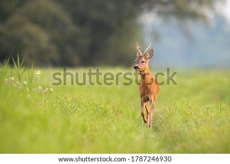 Roe deer, capreolus capreolus, buck approaching on meadow in summertime nature. Roebuck walking on field in sunlight. Wild mammal with antlers moving on grassland with copy space.