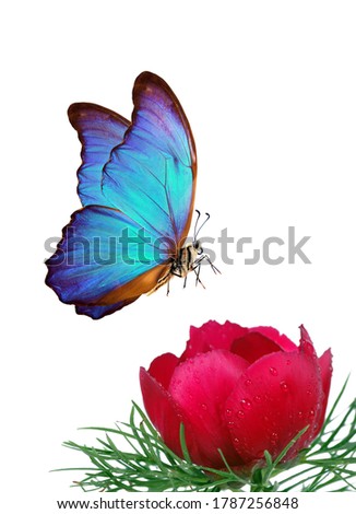 bright blue morpho butterfly and peony flower in water drops isolated on white