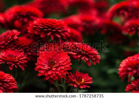 Red chrysanthemums close-up view from above. A uniform carpet of red autumn flowers. The natural layout of the postcard. Bright designer floral background.