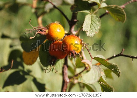 Maturing yellow rosehip fruits close up. The branch of wild rose with yellow fruit. Macro photography of rose hips.The rose hips.