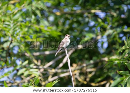 small bird sitting in a dead tree with clear blue sky behind