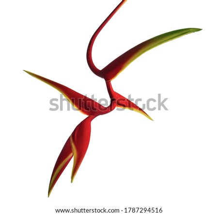 Heliconia bihai flower, Tropical flowers isolated on white background, with clipping path