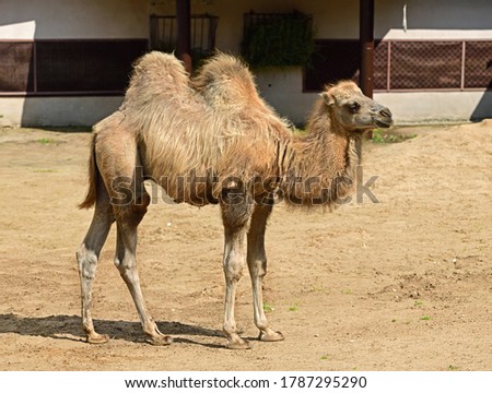 Domestic bactrian camel (Camelus bactrianus). Calf Royalty-Free Stock Photo #1787295290