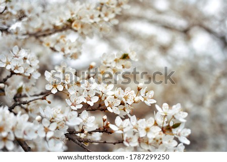 White flowers against a blurred background
