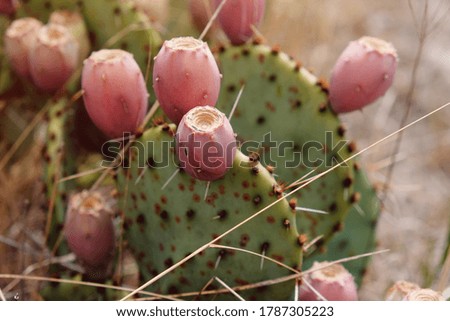Prickly pear cactus with red fruit close up.
