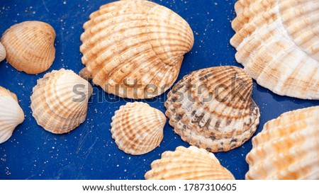 Different shells on blue tile surface
