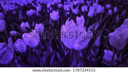 Violet tulips background. Purple abstract background. Purple tulips field. Purple floral backdrop. Lilac tulips backdrop. Violet abstract art. Lilac abstract background. Sparkling background.