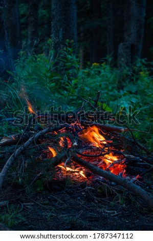 Campfire in the night forest