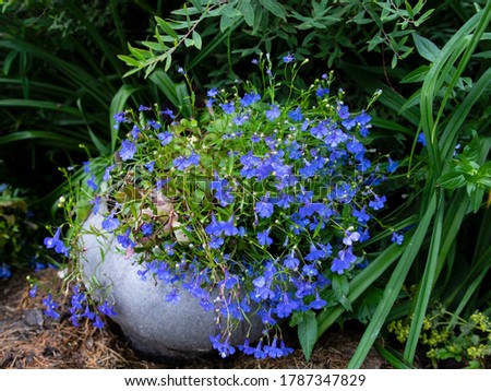 Lobelia is a type of small bright flower that will decorate any pot or corner of the garden. Royalty-Free Stock Photo #1787347829