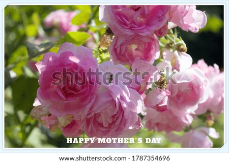 Beautiful bush Part of petal of tender rose flower Greeting Card