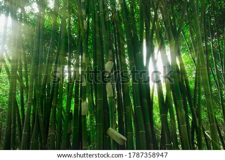 Bamboo plant morning light on white background .