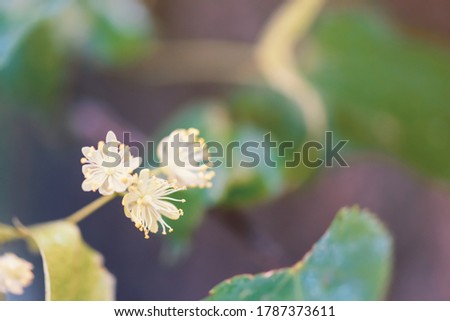 Linden flowers on blurred background