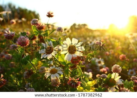 Wildflowers chamomile grass and clover in the field, against the sunset sky. Summer.