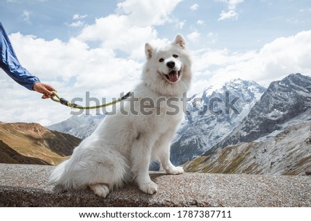 samoyed dog on top of mountain in Stelvio pass