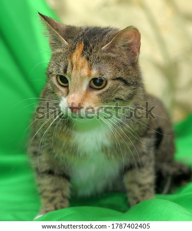 tricolor with red striped cat portrait