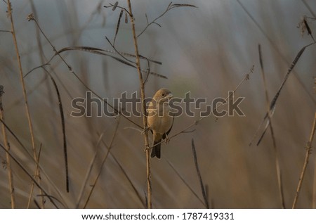 A wild bird on the tree branch in grassland at morning time .