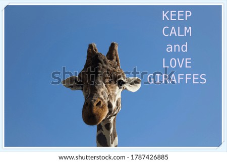 Giraffe  face on clear blue sky background Part of face Natural patterns 
Funny PostCard