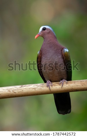 Common Emerald Dove perched on bamboo at Kerala State, India