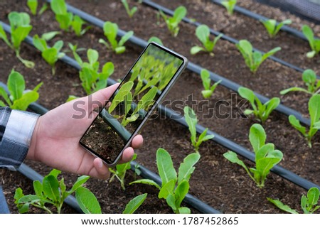 Farmer hand using Mobile Phone to taking Photo of young green cos lettuces with Irrigation Pipeline on nursery Plot in Organic Farm, Close up with copy space