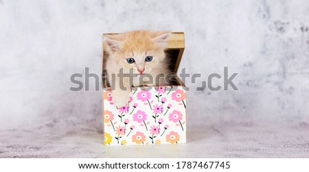 a small light peach colored kitten emerged from a box with a picture of flowers on a light marble background with blue eyes and a pink nose