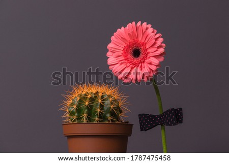 pink gerbera flower with a bow tie on the stem next to a cactus in a brown pot. The concept of relationship, friendship, love in a couple.