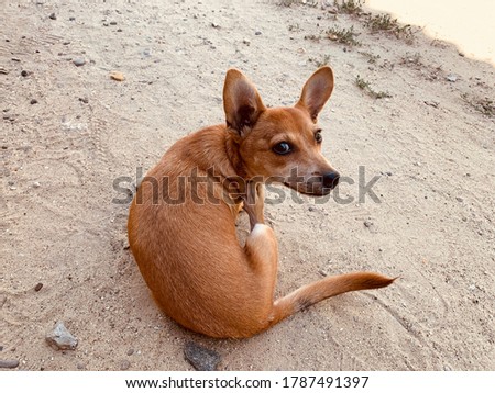 little ginger dog sitting on the ground