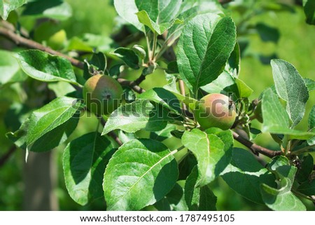 Close up of fresh red apple on tree covered with leaves and green and blue blurred background. Red single apple against white background top down view stock footage