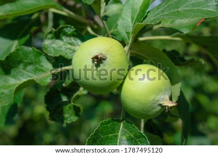 Close up of fresh red apple on tree covered with leaves and green and blue blurred background. Red single apple against white background top down view stock footage
