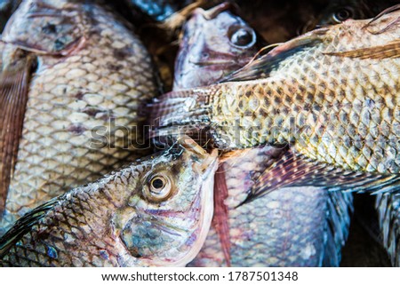 freshly caught fish in uganda