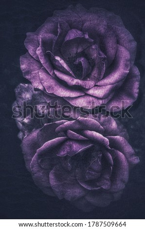 Purple blooming roses. Artistic effects and filters used.