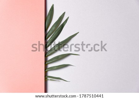 Tropical plant leaf on pink and white paper background. Flat lay, top view, minimal design template with copyspace.