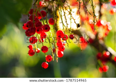 Fruiting plant of redcurrant with ripe red berries